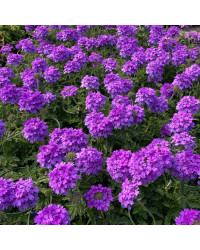 Verveine Venosa Deep Lilac