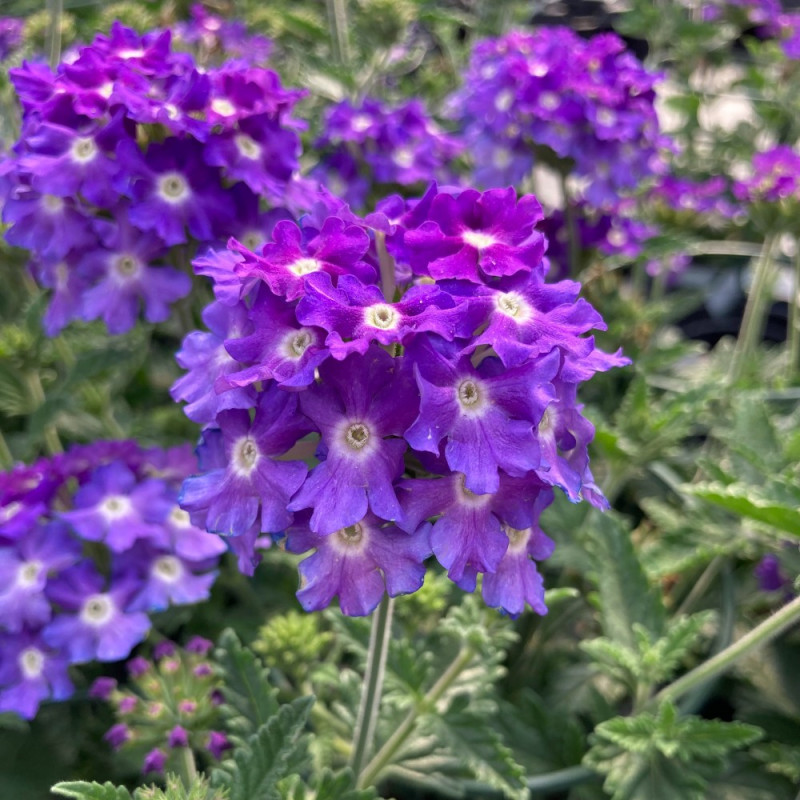 Verveine rigide violet mauve - Verbena venosa