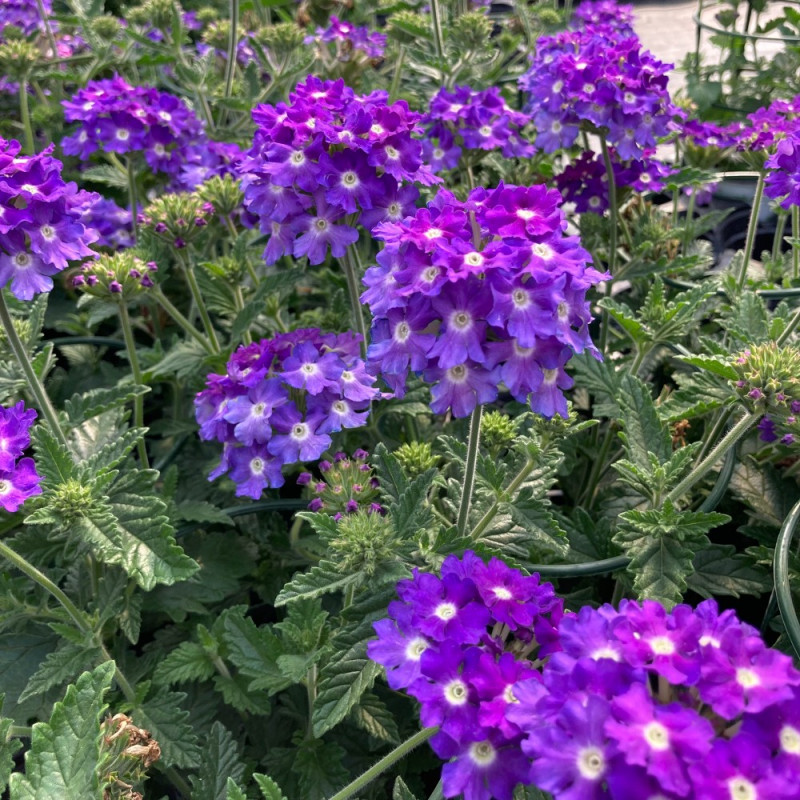 Verveine rugueuse (Verbena venosa), pour jardins secs : plantation,  entretien