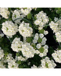 Verveine Retombante Cream White