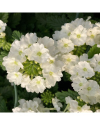 Verveine Retombante Cream White