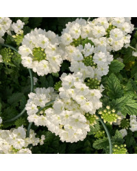 Verveine Retombante Cream White