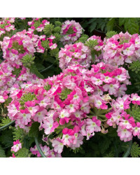 Verveine Vepita Frosted Pink