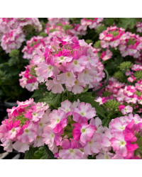 Verveine Vepita Frosted Pink