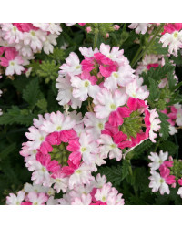Verveine Vepita Frosted Pink