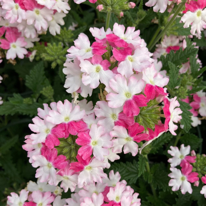 Verveine Vepita Frosted Pink fleurs couleur Rose