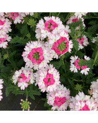 Verveine Vepita Frosted Pink