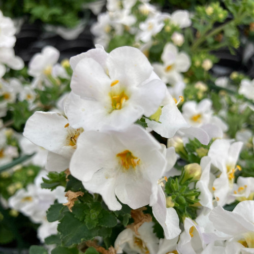 Bacopa Fleurs Blanches Pot 11 cm - Le Jardin du Rudel