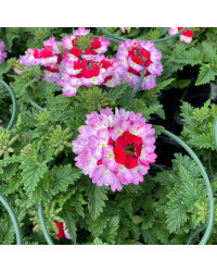 Verveine Hybrida Lanai Twister Burgundy