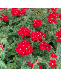 Verveine Retombante Lanai Early Scarlet