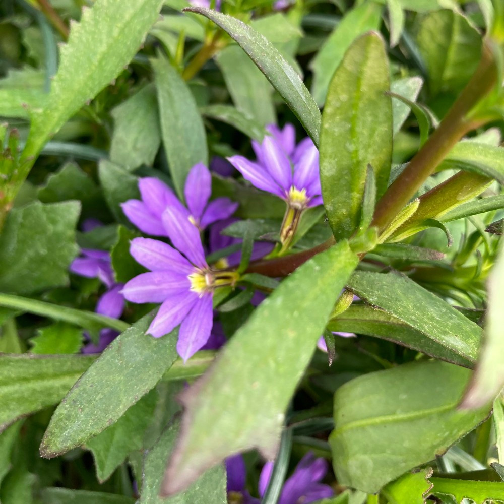 Scaevola Aemula Whirlwind Blue Scahapur