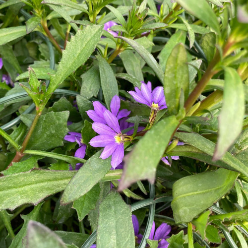 Scaevola Aemula Whirlwind Blue Scahapur