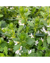 Scaevola Early Compact White