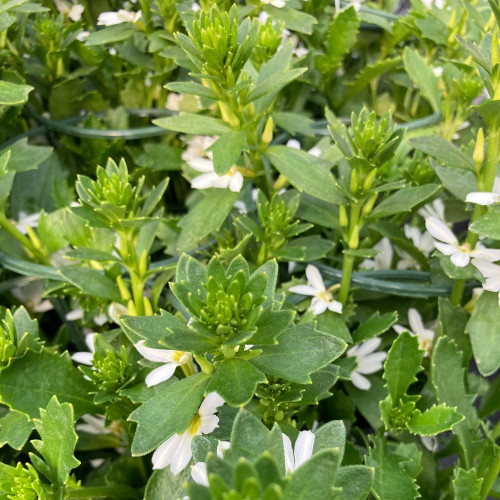 Scaevola Early Compact White