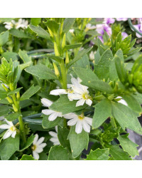 Scaevola Early Compact White
