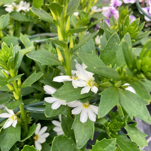 Scaevola Early Compact White
