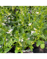 Scaevola Early Compact White