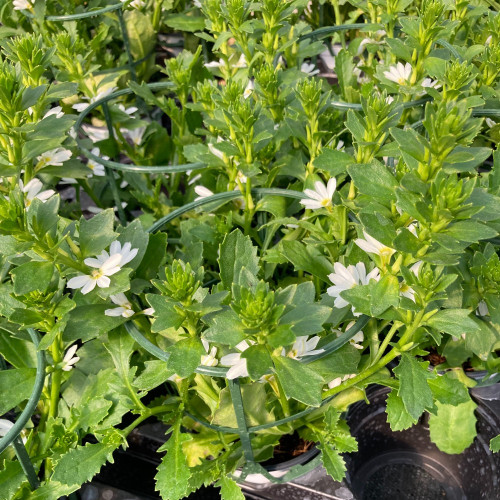 Scaevola Early Compact White