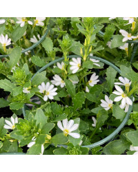 Scaevola Early Compact White