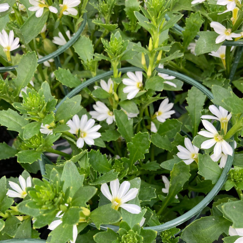 Scaevola Early Compact White