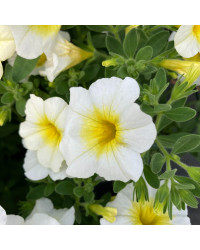 Calibrachoa Callie White