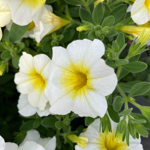 Calibrachoa Callie White