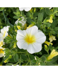 Calibrachoa Callie White