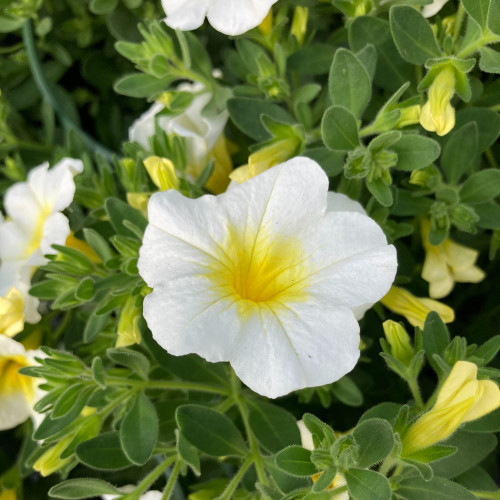 Calibrachoa Callie White