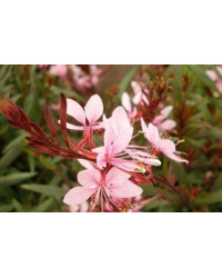 Gaura Lindheimeri Butterfly Rose White