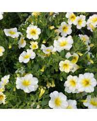 Calibrachoa Callie White