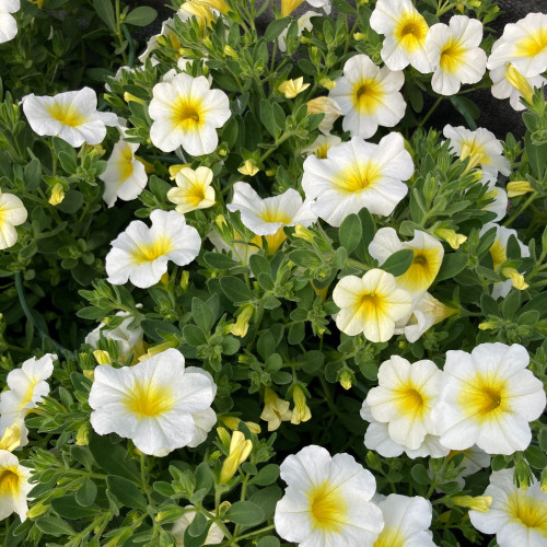 Calibrachoa Callie White