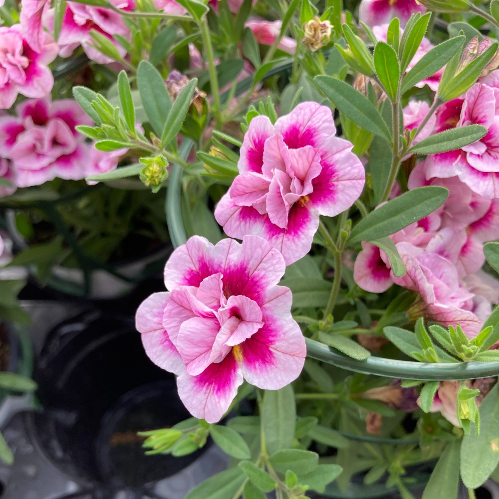 Calibrachoa Uno Double Pinktastic