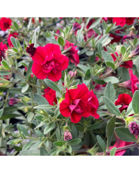 Calibrachoa Hybrida Double Burgundy Red