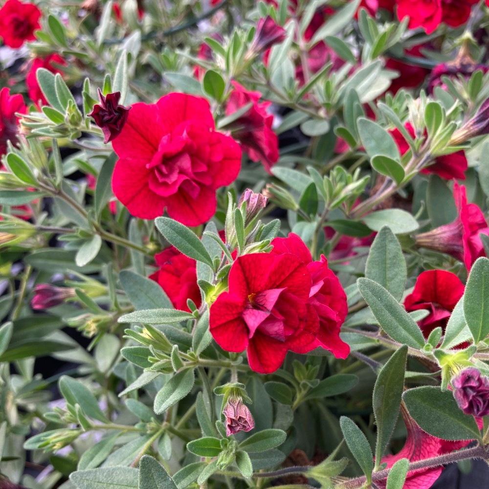 Calibrachoa Hybrida Double Burgundy Red