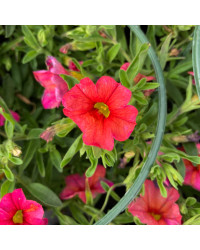 Calibrachoa Callie Orange