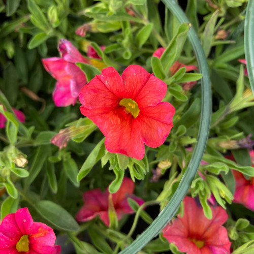 Calibrachoa Callie Orange