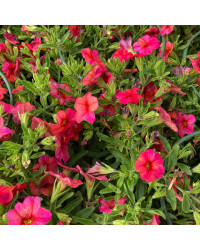 Calibrachoa Callie Orange