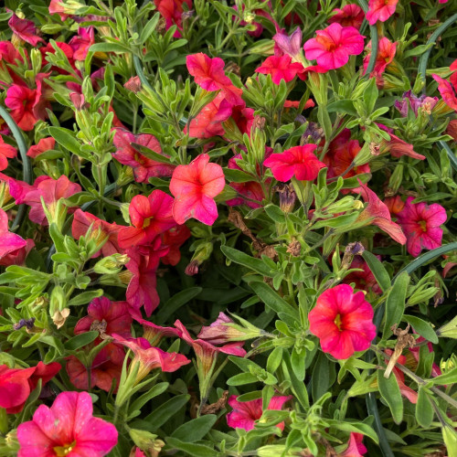 Calibrachoa Callie Orange