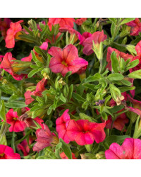 Calibrachoa Callie Orange