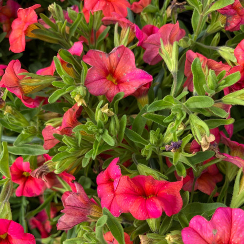 Calibrachoa Callie Orange