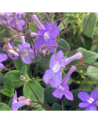 Streptocarpus Saxorum