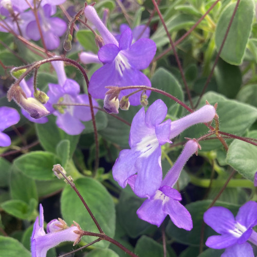 Streptocarpus Saxorum