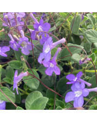 Streptocarpus Saxorum