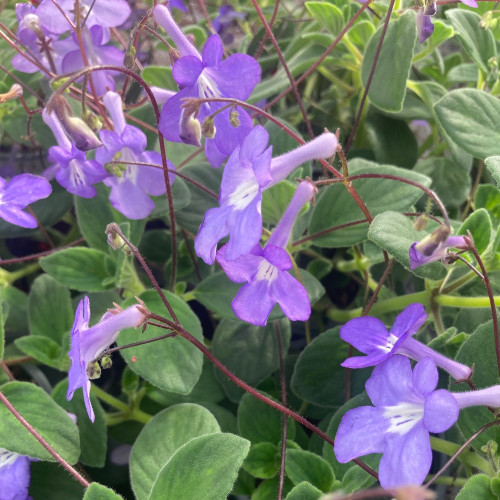 Streptocarpus Saxorum