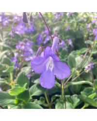 Streptocarpus Saxorum