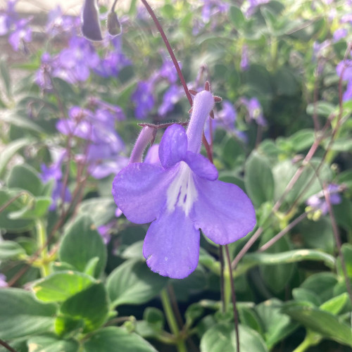 Streptocarpus Saxorum