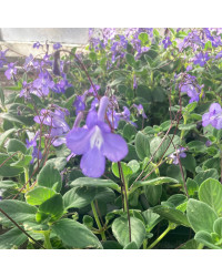 Streptocarpus Saxorum