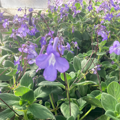 Streptocarpus Saxorum