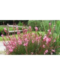 Gaura Lindheimeri Butterfly Rose White