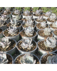 Succulente Echeveria Lilacina